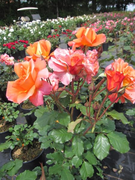 Rosa Westerland® - Strauchrose Westerland® - kupferorange - Duft+++ - Kordes-Rose
