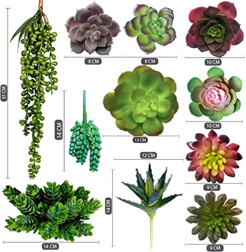 Opiniones y reviews de Plantas suculentas precio los más recomendados. 17 Imagen adicional