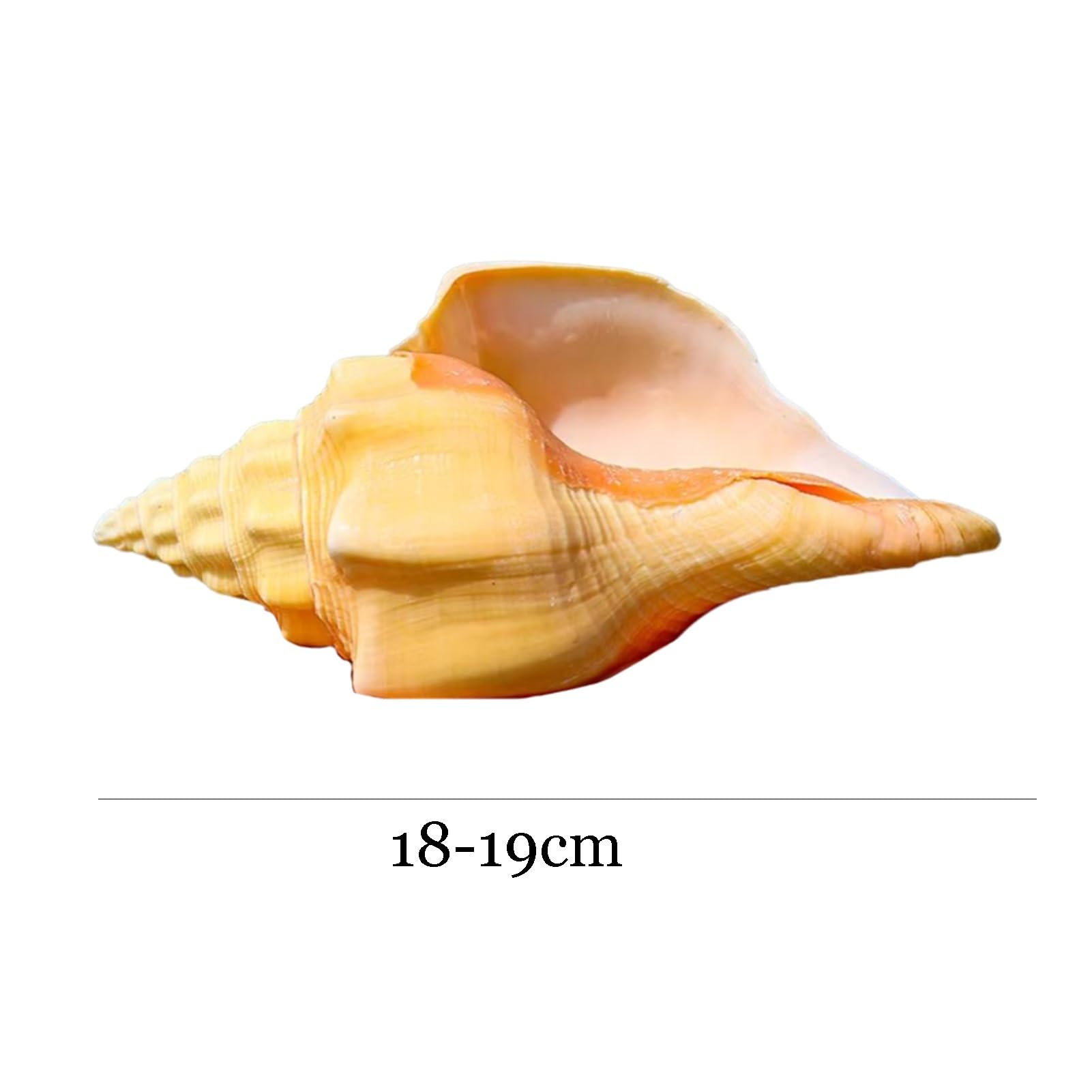 Grande conchiglia decorativa per la casa, decorazione per acquario, artigianato fai da te per decorazioni per matrimoni