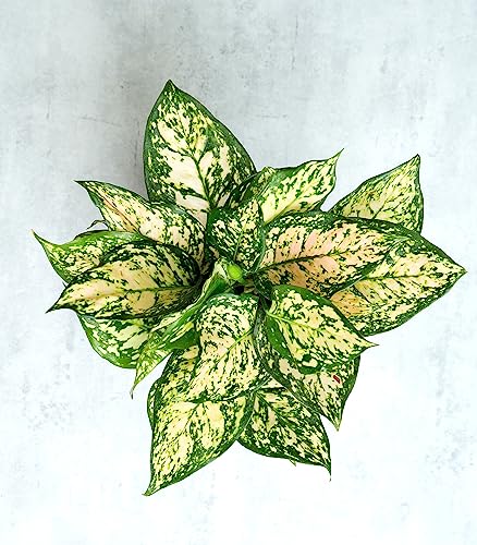 Image of Nurturing Green Aglaonema Eileen Plant in Ivory White Ceramic Pot | Gifting Exotic Plants Indoor | Eco Friendly Gifts For Birthday | Gifts For Birthday Special Unique