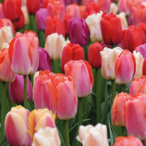 Tulip Collection Sunset Shades Hardy Bulb Plants with Warm Purples and Reds, Guaranteed First Year Flowering, 16 x Tulip Sunset Shades Bulbs by Thompson and Morgan