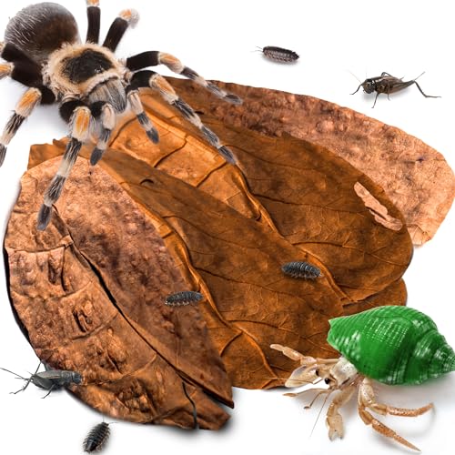 SunGrow 10 Pack Hermit Crab Large Catappa Indian Almond Leaves, Tarantula Dried Leaves for Spawning, Source of Cellulose and Nutrition for Isopods and Crickets, Create Humid Vivarium Habitat, 8”