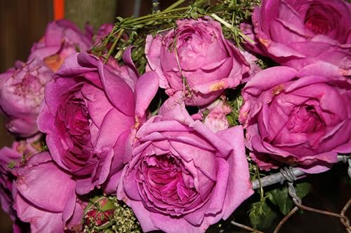 Englische Rose Young Lycidas ® (Container)