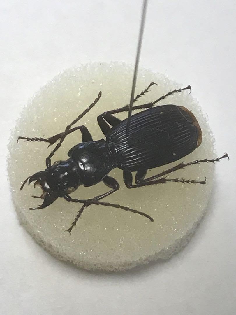 Amazon.co.jp: レア！ ダイセンナガゴミムシ 美標本 2頭セット②