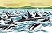 The Spirit of Springer: The Real-Life Rescue of an Orphaned Orca (Whale Books for Kids)