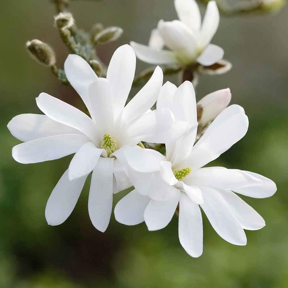 Everglades Nurseries Ltd White Magnolia Stellata 5 Litre Pot (Star Magnolia)