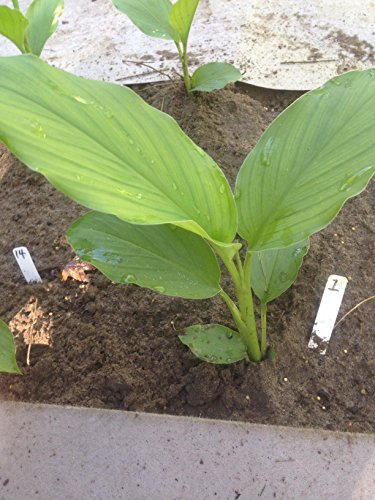 Dhed Garden The Best Amazon Price In Savemoney Es