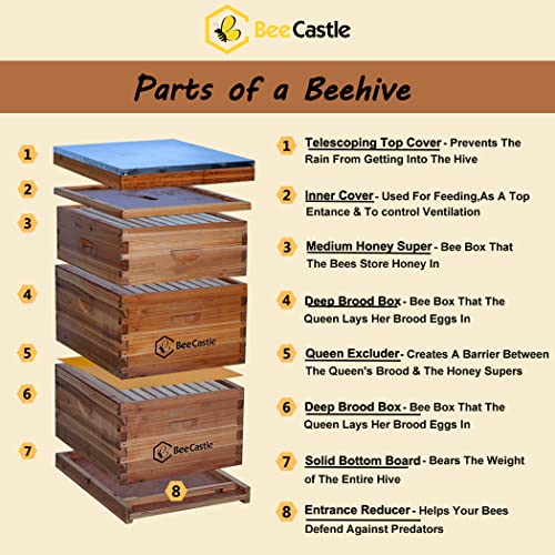 Bee Hive 10 Frame Complete Bee Hives And Supplies Starter Kit, Beeswax Coated Beehives For Beginners With Bee Hive Frame And Waxed Foundation Include 2 Deep Hive Box And 1 Medium Bee Hive Super #TOP1