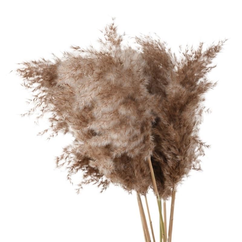 Pampas Grass Large 10pcs Ramo de Flores Secas miniatura 1