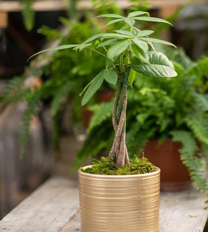 Braided Pachira Aquatica Money Tree Bonsai Live Plant | Indoor Air Purifier Plant | Lucky Feng Shui Plant for Home, Office, Living Room & Workspace | Pack of 1 live plant Withpot-image-21