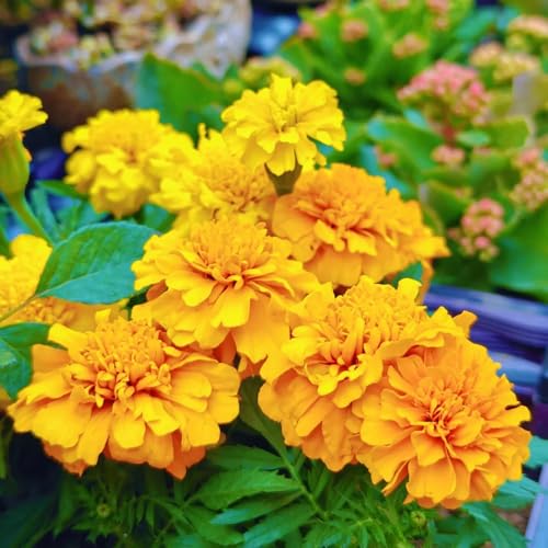 semi di calendula tagetes biologici to perenni comprare calendula resistenti per il giardino perenni da giardino roccioso resistenti recisi 800pcs