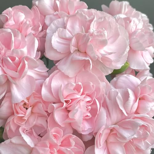 semi di garofano da balcone, garofano selvatico resistenti, regali per giardinieri recisi giardino roccioso resistenti esotiche autunnali 350pcs