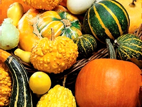 Amazon.com : Decorative Pumpkin Seed Mix Ornamental Gourd