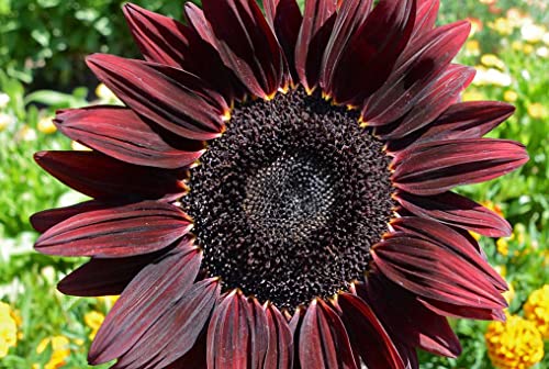 50 Chocolate Cherry Sunflower Seeds For Planting. 1.75 Grams Of Seeds. Non Gmo And Heirloom. Helianthus Annuus Flower Giant Annual Tall Usa For Planting #TOP2