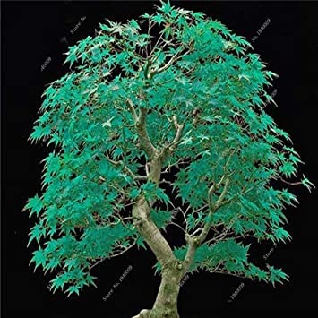 New 100 pcs Nepenthes Seeds Seeds for Gardening Pink Light Green: Only Seeds