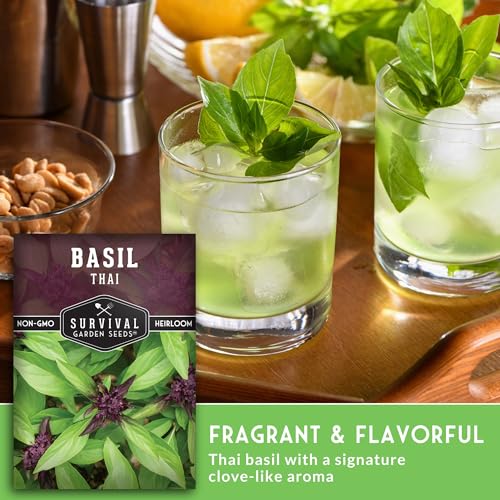 Thai Basil Seeds for Planting – Sweet Thai Basil with Anise Flavor for Asian Cooking – Heirloom Non-GMO Herb Seed for Indoor or Outdoor Gardens – Survival Garden Seeds (2 Pack) - Image 4