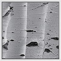 SIGNWIN Framed Canvas Wall Art White Birch Forest Tree Bark Nature Texture Photography Minimalism Modern Closeup Dramatic Black and White for Living Room, Bedroom, Office - 16