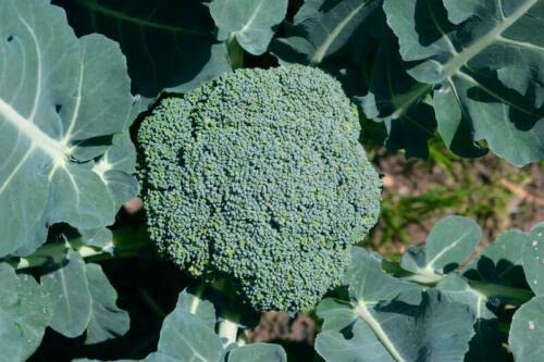 Broccoli Plug Plants Grow Your Own Vegetables 'Ready to Plant Now' Young Vegetables Plants (3)