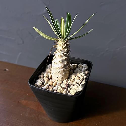 観葉植物 グラキリス パキポディウム 実生」の人気商品一覧 | 安い商品