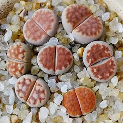3Pcs Red Mesh Mini Size Lithops Rare Lithops Meyeri Small Succulent Plants Live Cute Exotic Desk Succulent Plants For Office Mini Potted Unique Gift. #TOP5