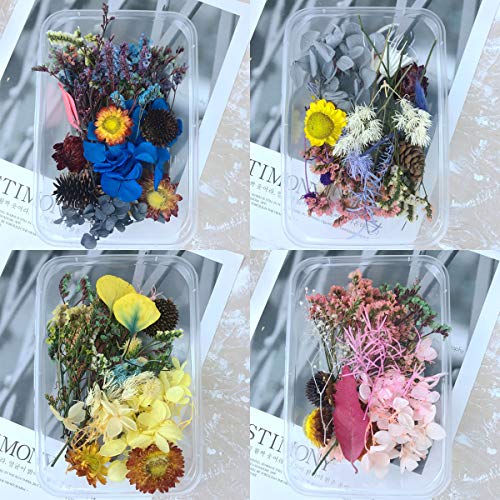 Lakpopya Dried Flowers - Set di 2 fiori essiccati