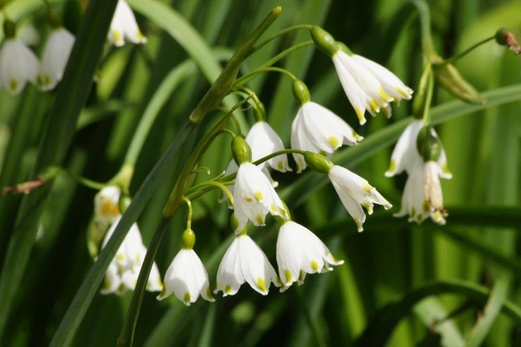 Leucojum Gravetye Giant - BIO 125 Blumenzwiebeln aus Holland