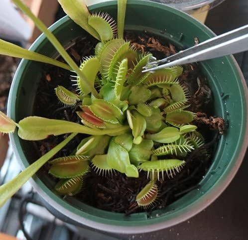 Venus Flytrap Food, Solid Gel Carnivorous Plant Food, 2.5OZ. Designed for Venus Fly Trap, Sundew, Pitcher Plants and Other Carnivorous Plants - 5