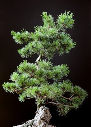 Mittelmeer Pinie Pinus pinea Bonsai geeignet 3 Samen : Amazon.de: Garten