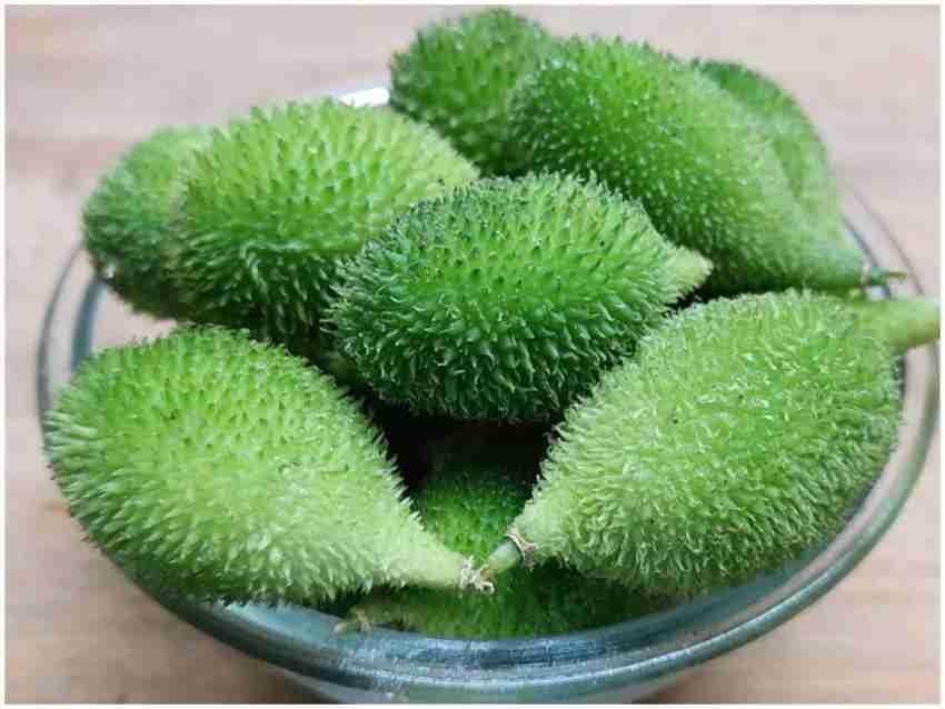 Kantola seeds desi || Seeds for desi kantola || 18 seeds (B0CST2GPTT) Amazon Price History, Amazon Price Tracker
