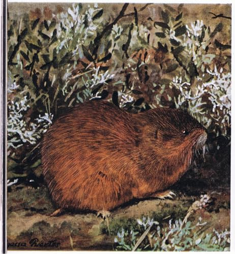 Impression sur toile Lemming brun Fuertes pour créer une ambiance naturelle de chambre