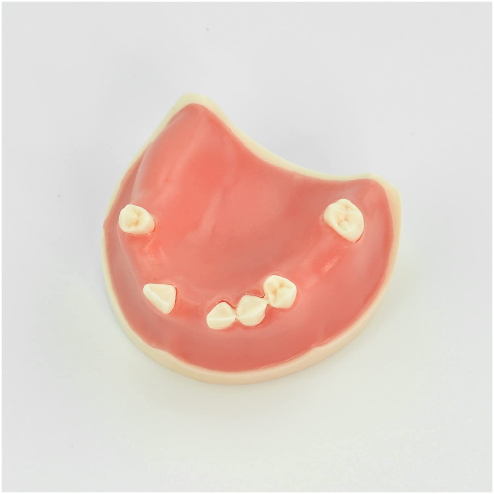 Modello di impianto Dentale mascellare - Modello di Studio Modello di Denti per Adulti - Modello didattico Esercizio di sutura implantare Otturazione mascellare Modello di Imp