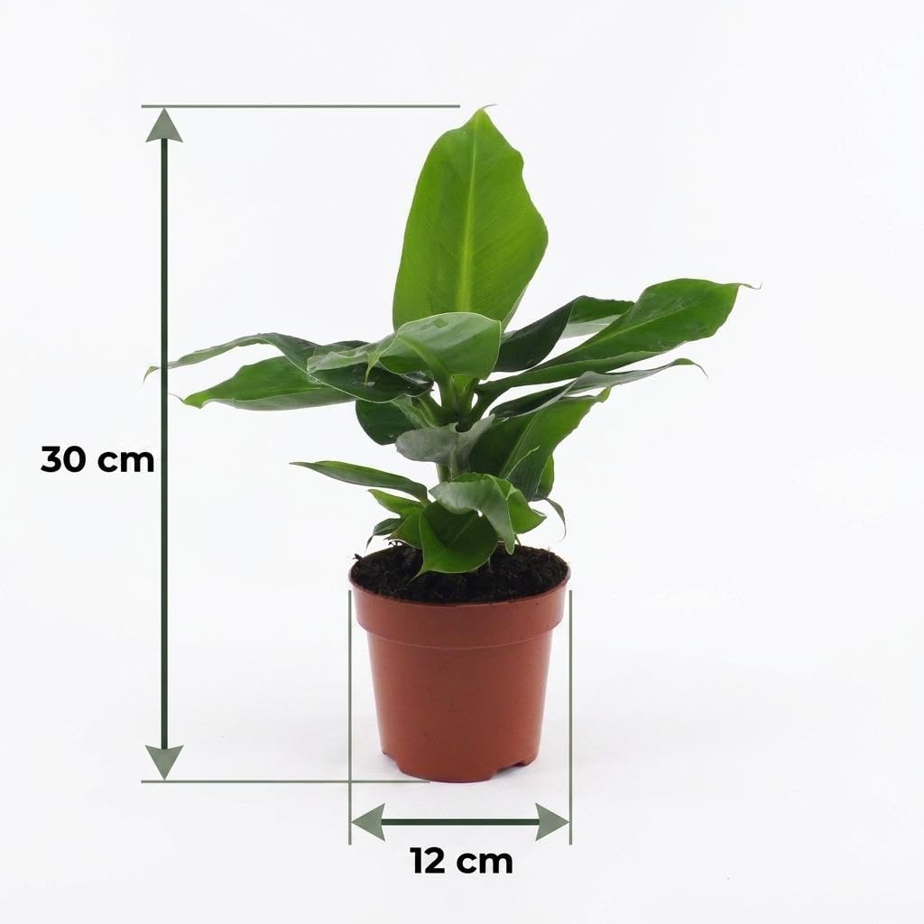 Banano Nano in Cesto di Alga Marina, da Interno, Verde, Set da 2, 30cm