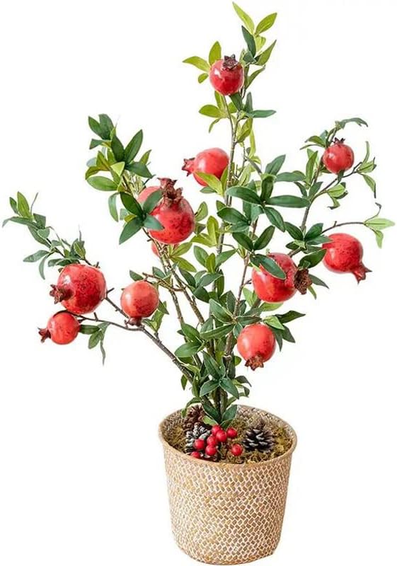 Miniatura 5 de Plántula de árbol vivo de granada, 14-17 pulgadas de altura, fruta roja naranja muy grande con arilos rojos y jugo de agria dulce, ideal para