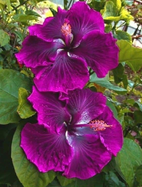 BeGrin Taiwan Purple Hibiscus Grafted Live Plant Rose Mallow Multi Colour Bi colour Double Colour Joba Flower Live Plant Chinese Hibiscus China Rose Shoeblack Plant Bloom in 1 month Code=TP0010 (B0D5NXHPN6) Amazon Price History, Amazon Price Tracker