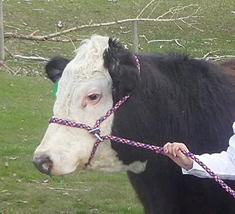 New Style Rope Cattle Halter, Easily Adjustable for Calf, Cow, Steer, Bull, Pink