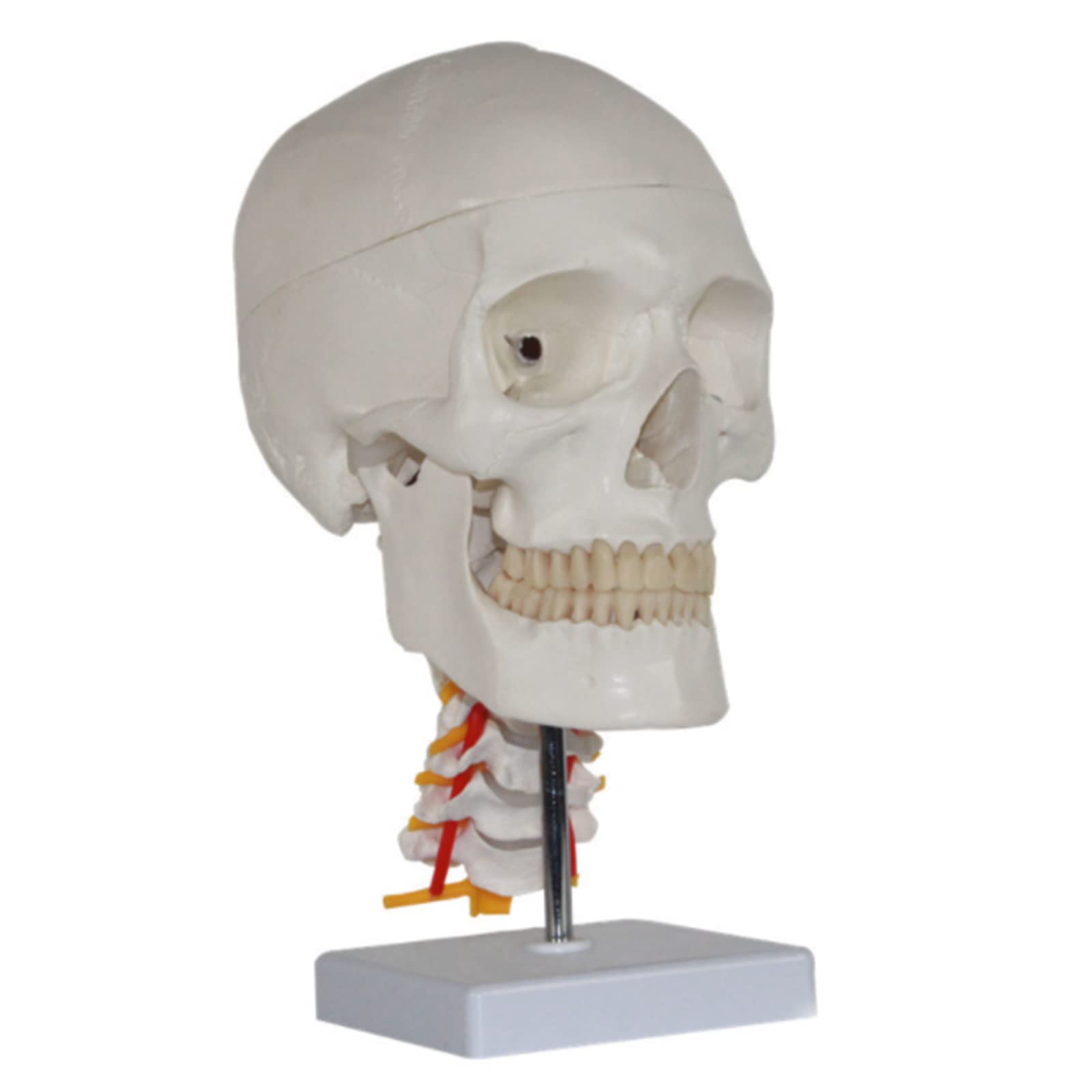Modèle de corps humain crâne anatomique médical vertèbres cervicales - 7