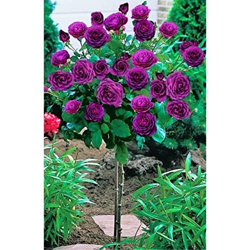 Seeds Virtue Outdoor Plants Bonsai Rose Tree, Mixed Flower, Balcony & amp mixes; Vase Plants for Home Garden 50pcs: 6