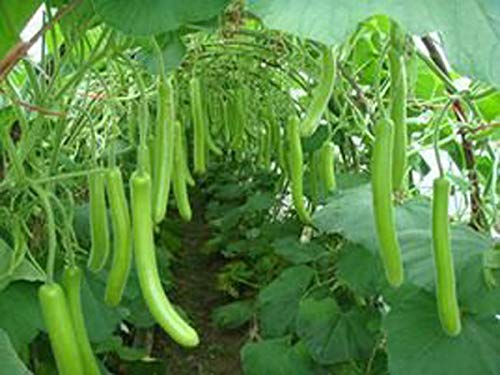 Golden Hills Farm (AVG 50-100) seeds High Yield Hybrid Rare" Bottle Gourd Long" Splendour Heirloom Vegetable Seeds (B07YNXBFXD) Amazon Price History, Amazon Price Tracker