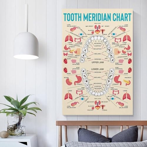Poster méridiens MTC dents organe solution visuelle cabinet