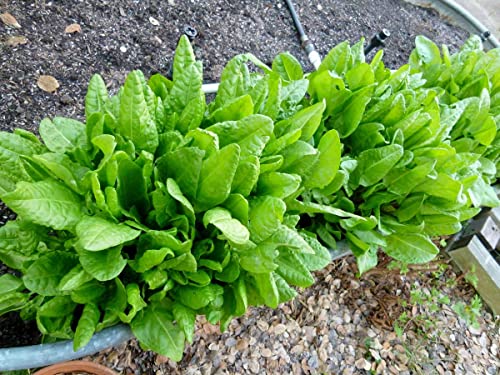 Raise Me Up: Seeds Sorrel Large Broad Leave Green Non Gmo Heirloom 2000 Seeds #TOP3