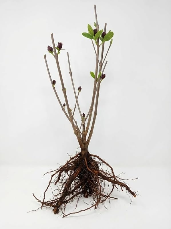 4 Sweet Shrub Bush Live Plants | 1-2ft Bare Root Seedlings | Low Maintenance Deciduous Carolina Allspice Shrub | Robust Well-Rooted Native Plants