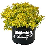 Blooming & Beautiful - Gold Mound Spirea - 3 Gal - Deciduous Shrub - Clustered Pink Flowers - Vibrant Golden Colored Foliage - Zones 4-8 - Spirea Japonica ‘Gold Mound’ - 3 Gallon Pot