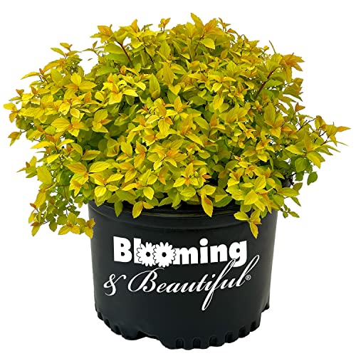 Blooming & Beautiful - Gold Mound Spirea - 3 Gal