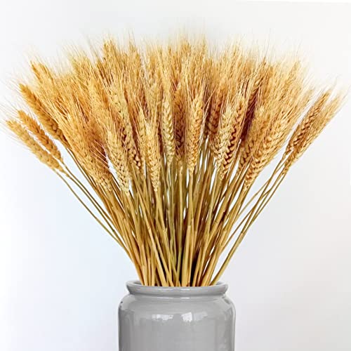 EOSAGA Golden Dried Wheat Sheaves 120 Stems Bundle Premium Autumn Arrangements Full Wholesale DIY Home Table Weding Xmas