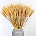 EOSAGA Golden Dried Wheat Sheaves 100 Stems Bundle Premium Autumn Arrangements Full Wholesale DIY Home Table Wedding Xmas