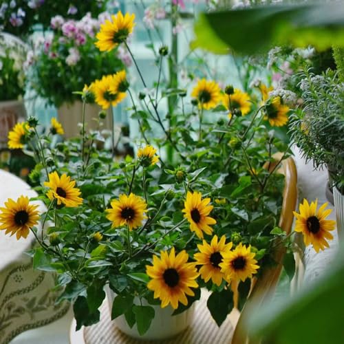 semi girasoli giardino interni giardino che amano l'ombra, resistenti perenni resistenti al sole pieno estate interni al 150pcs