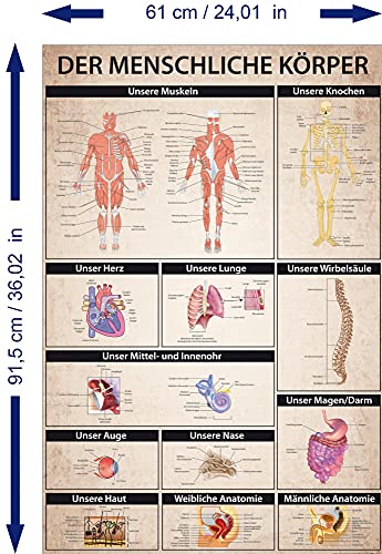 1art1 Der Menschliche Körper Poster Anatomie, Muskeln Knochen Organe Plakat | Bild 91x61 cm