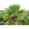 European Fan Palm, Chamaerops humilis, 5 Baumsamen (Fast, Auffälliges, Hardy Evergreen)
