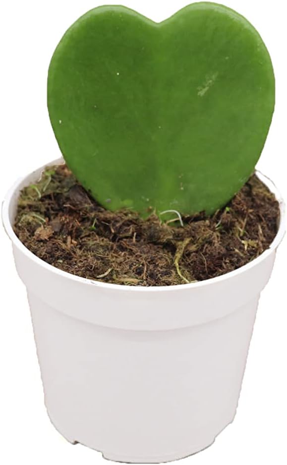 Hoya Plant, Live Indoor Plant 4 inch Grower's Pot (Obovata Inner Variegated)