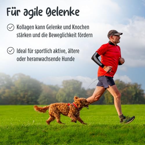 Pets PROTECT reines KOLLAGEN-Pulver für Hunde & Katzen 300 g | Gelenk-Gesundheit Hund | Kollagen-Hydrolysat aus Deutscher Herstellung | 100% natürlich | Collagen mit maximaler Nährstoffdichte